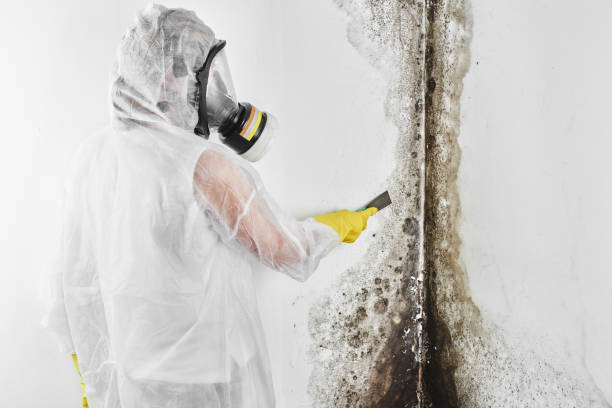 Best Toxic Mold Removal  in Katonah, NY