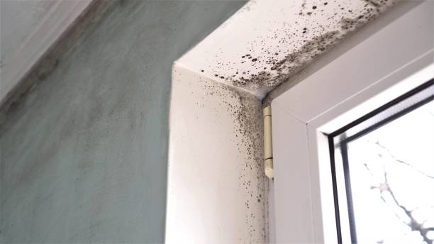 Best Residential Mold Removal  in Katonah, NY