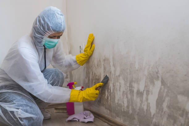 Best Commercial Mold Removal  in Katonah, NY