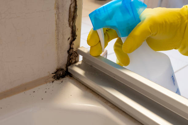 Best Mold Damage Repair  in Katonah, NY