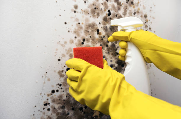 Best Same-Day Mold Removal  in Katonah, NY