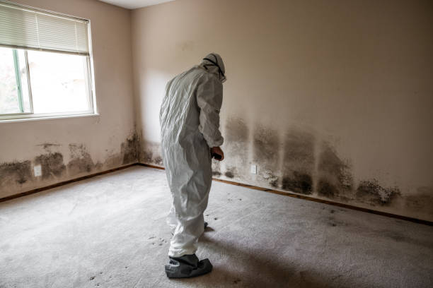 Best Attic Mold Removal  in Katonah, NY