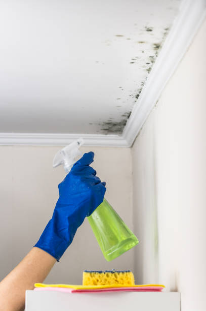 Office Mold Removal Services in Katonah, NY