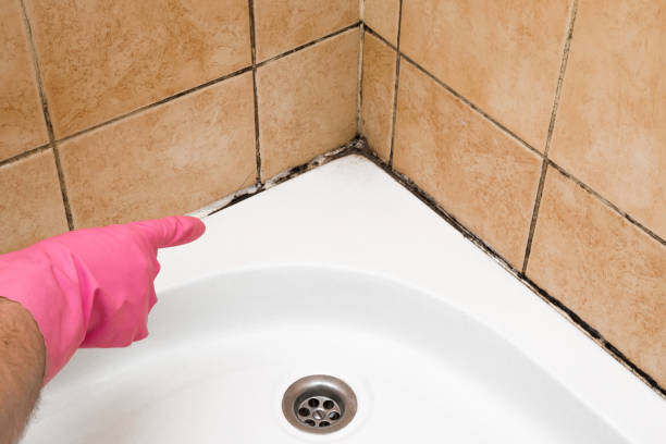 Best Certified Mold Removal  in Katonah, NY